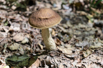 A birch bolete mushroom with an irregularly shaped cap, growing among dry fallen leaves. The sharp details of the mushroom against the blurred background highlight its unique natural beauty.