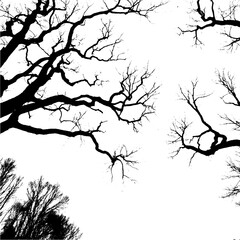 Leafless Tree Branches Silhouette – High Contrast Nature Art