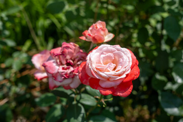 Pink Rose in the Garden