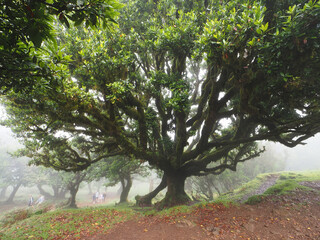 Fanal magical laurel forest