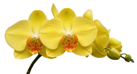 three yellow flowers