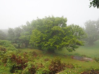 Fanal magical laurel forest