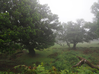 Fanal magical laurel forest
