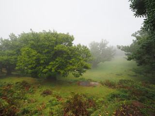Fanal magical laurel forest