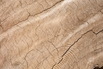 Stump of Tree Felled - Section of The Trunk