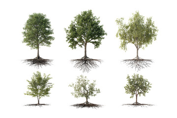 Six different trees with their roots visible. The trees vary in size and shape, with some being taller and others shorter. The roots of the trees are spread out in different directions