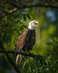 Obraz premium Bald eagle perched on a branch calling out in a lush green forest