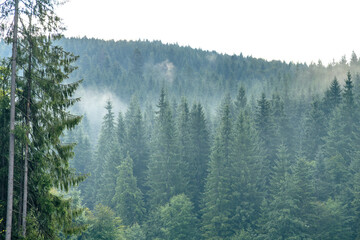 Emerald conifer ridge after rain. Misty Carpathian forest.
