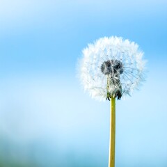 Close-up of a dandelion seed head against a pale blue sky
