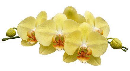 three yellow flowers