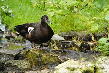 Muscovy duck with chicks (Cairina moschata) Walsrode Bird Park, Germany.