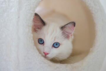 3 months old ragdoll kitten inside the cozy cat shelter, looking into the camera. domestic cat