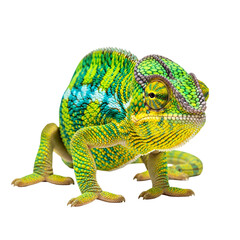 Obraz premium Colorful panther chameleon isolated on transparent background looking at the camera