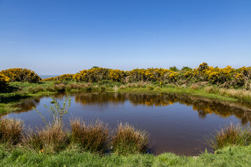 Gorse bushes surrounding a dew pond on Ditchling Beacon, with a blue sky overhead