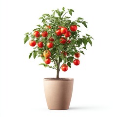 Tomato plant in terracotta pot