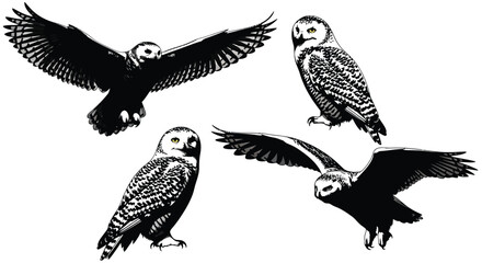 Four majestic owls in various poses with detailed feather textures in monochrome vector