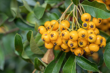 Red firethorn cultivar with yellow berries (Pyracantha coccinea).