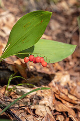 Toxic red berries of the lily of the valley (Convallaria majalis) in autumn.