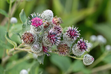 Blossoms of the downy flower (Arctium tomentosum).