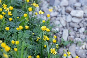 Blooming common buttercup (Ranunculus acris). Copyspace