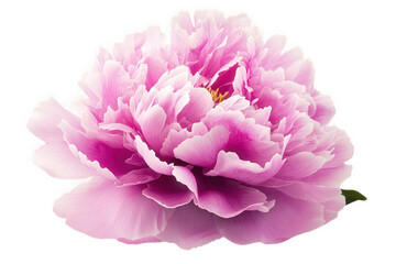 Fototapeta premium A vibrant pink peony flower with delicate petals isolated on transparent background