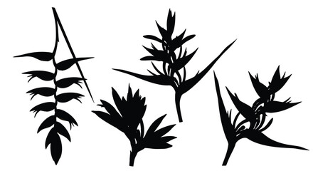Obraz premium Silhouettes of tropical heliconia flowers and foliage for floral design elements vector