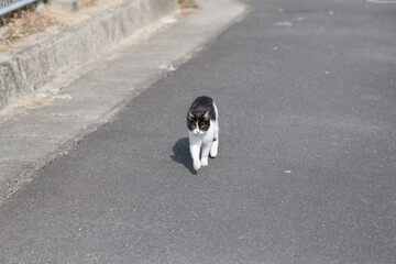 道を歩いている可愛い猫