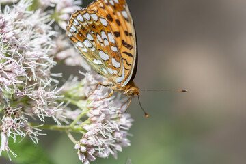 高原で見かけた蝶をマクロレンズで撮影