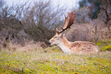 Red deer stag with antlers sitting on spring meadow, forest animal, wildlife in woodland, nature in Europe 