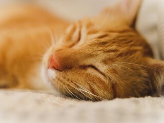 Orange cat color is a coat color characteristic caused by the 