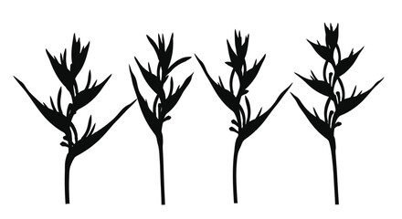 Four stylized black tropical plant stems with multiple buds on a white backdrop vector