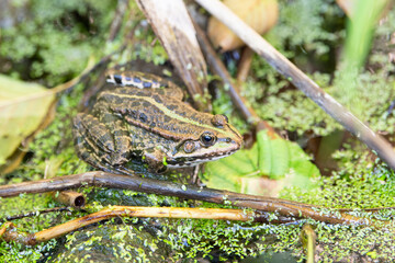 Common green water frog in the pond, natural environment, amphibian inhabitant wetland, Hylarana erythraea