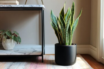 A snake plant in a matte black planter on a marble-topped console table, pastel-toned rug beneath,...