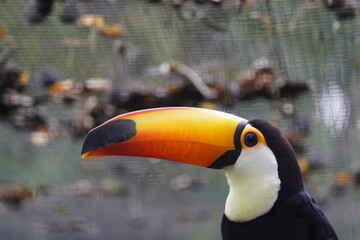 Obraz premium The toco toucan (Ramphastos toco), also known as the common toucan or giant toucan, is the largest and probably the best known species in the toucan family.