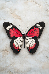 Stunning Red and Black Butterfly on Marble Background