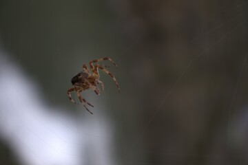 araña tejiendo la tela de araña 