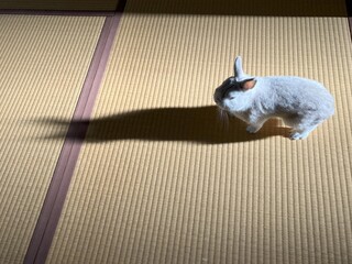 うさぎが部屋に入って来た