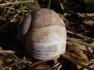 Close-up of Empty Snail Shell on Ground