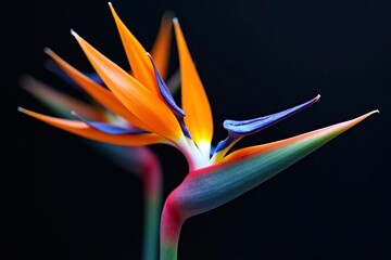 Bird of paradise flower close-up with vibrant orange and blue petals on black background showcasing exotic tropical beauty