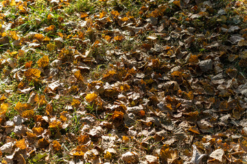 Autumn Leaves Texture. A vibrant close-up shot of colorful autumn leaves scattered across the ground, with patches of green grass peeking through.