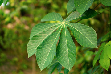 Close-up of cassava (Manihot esculenta) leaves showing their distinctive palmate shape and green veins, captured in natural daylight.