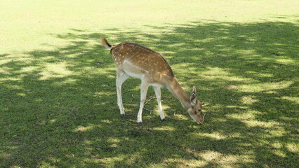 Nunkircher Wildgehege