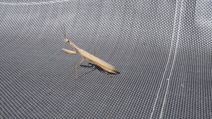 Europ&auml;ische Gottesanbeterin