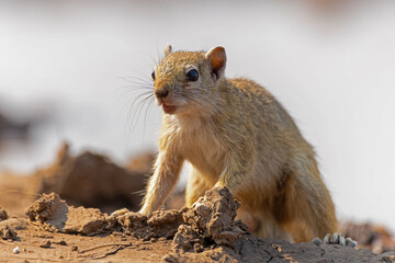 Unstriped Ground Squirrel (xerus rutilus) coming to a waterhole for a drink in Mashatu game reserve in the Tuli block in Botswana