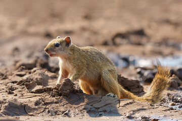 Unstriped Ground Squirrel (xerus rutilus) coming to a waterhole for a drink in Mashatu game reserve in the Tuli block in Botswana