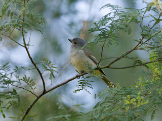 Juvenile Golden Whistler (Pachycephala pectoralis) perched on a tree fern branch with backlit bokeh background