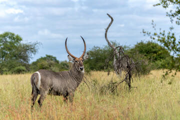 Waterbuck (Kobus ellipsiprymnus) male hanging around in the Kruger National Park in South Africa