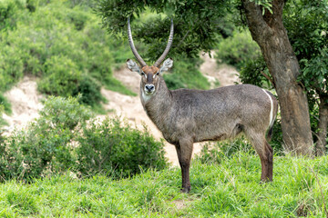Waterbuck (Kobus ellipsiprymnus) male hanging around in the Kruger National Park in South Africa