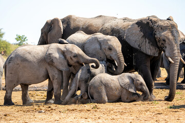 Young Elephant playing and drinking at a waterhole in Etosha National Park in Namibia