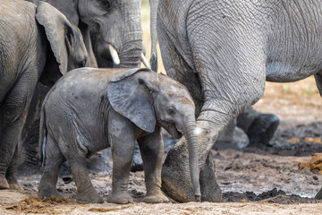 Fototapeta premium Young Elephant playing and drinking at a waterhole in Etosha National Park in Namibia